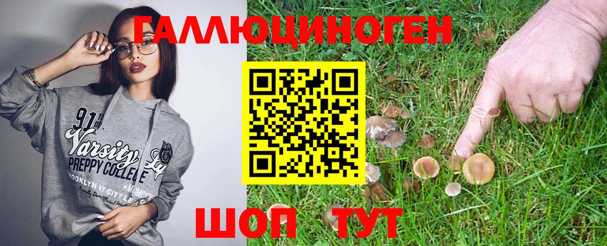 Галлюциногенные грибы Psilocybine cubensis Курчалой