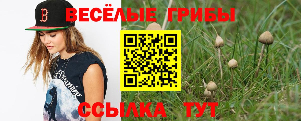 Курчалой  Псилоцибиновые грибы Psilocybe  Вход с VPN 